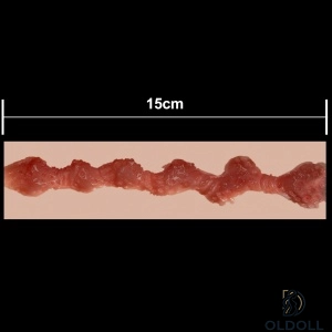 15cm 