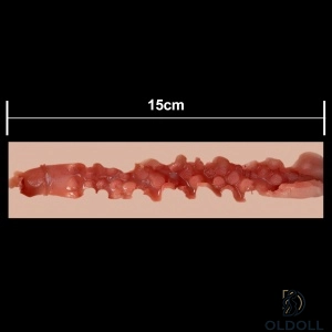 15cm 