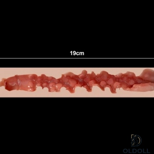19cm 